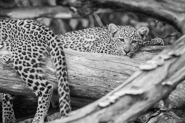 leopard cubs sleeping